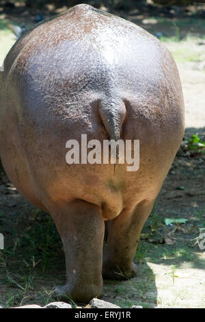 Hippopotamus, Hippo, Byculla Zoo; Jijamata Udyan, Bombay, Mumbai, Maharashtra, Indien, Asien Stockfoto