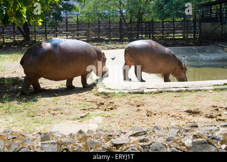 Hippopotamus, Hippo, Jijamata Udyan, Byculla Zoo, Bombay, Mumbai, Maharashtra, Indien, Asien Stockfoto