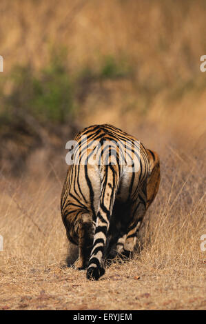 Tiger-Panthera Tigris Tigris stalking zu warnen; Ranthambore Nationalpark; Rajasthan; Indien Stockfoto