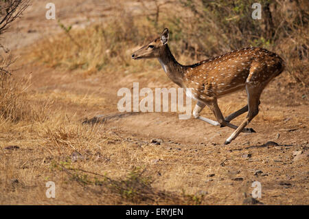 Weibchen entdeckt chital Axishirsche Achse-Achse; Ranthambore Nationalpark; Rajasthan; Indien Stockfoto