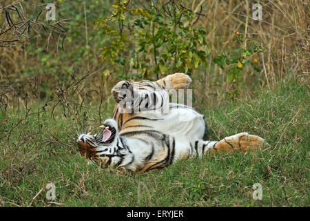 Tiger-Panthera Tigris Tigris Gras Rollen; Ranthambore Nationalpark; Rajasthan; Indien Stockfoto