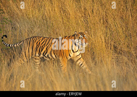 Tiger bewegt sich in trockenen Gräsern; Ranthambore Nationalpark; Rajasthan; Indien; Asien Stockfoto