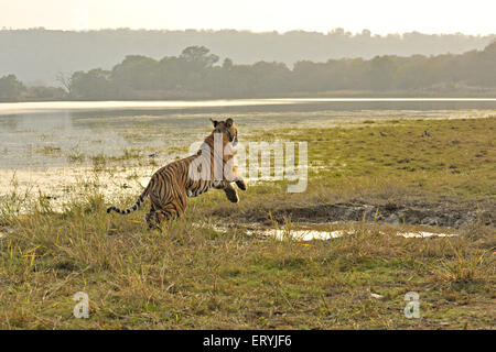 Tiger-Panthera Tigris Tigris über Wasserloch zu springen; Ranthambore Nationalpark; Rajasthan; Indien Stockfoto