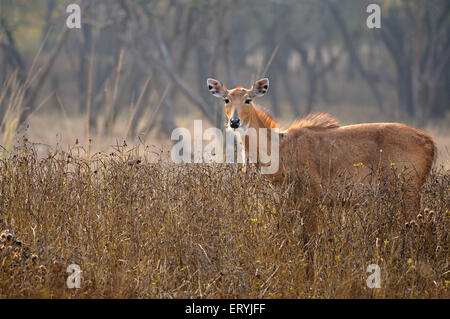 Indische Antilope jackale weiblichen Boselaphus Tragocamelus; Ranthambore Nationalpark; Rajasthan; Indien Stockfoto