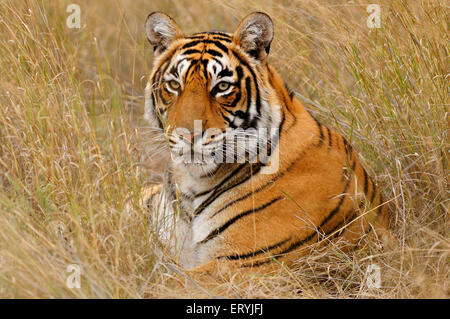 Tiger sitzt auf trockenem Gras Ranthambhore National Park Wildlife Sanctuary Rajasthan India Asia indian Animal Asia asian Tiger Stockfoto