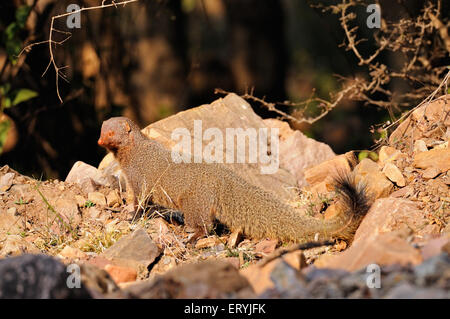 Ruddy Mongoose schwarz angebundene Mungo-Herpestes Smithii; Ranthambore Nationalpark; Rajasthan; Indien Stockfoto