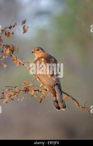 Shikra Accipiter Badius auf Ast; Ranthambore Nationalpark; Rajasthan; Indien Stockfoto