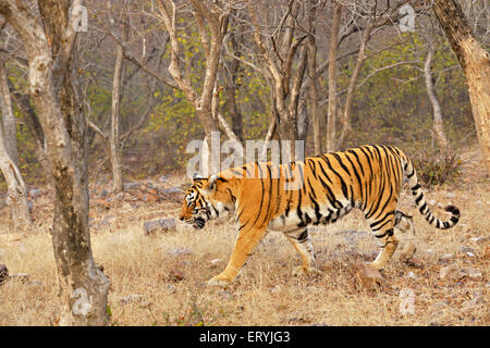 Tiger-Panthera Tigris Tigris in trockene Gräser bewegen; Ranthambore Nationalpark; Rajasthan; Indien Stockfoto