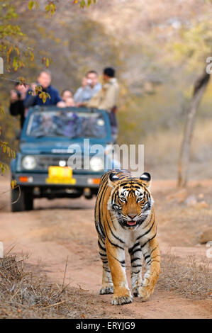 Touristenfahrzeuge nach Tiger Panthera Tigris Tigris; Ranthambore Nationalpark; Rajasthan; Indien Stockfoto