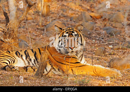 Tiger-Panthera Tigris Tigris sitzen; Ranthambore Nationalpark; Rajasthan; Indien Stockfoto