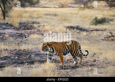 Männliche Tiger Panthera tigris Tigris in Wald Ranthambore Nationalpark Rajasthan Indien verschieben Stockfoto