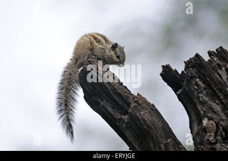 Nördlichen Palm Eichhörnchen gestreiften Palm Eichhörnchen Funambulus Pennantii Baumstamm Keola Deo Ghana Nationalpark Bharatpur Stockfoto