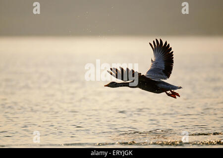 Bar Kopf Gans, Anser indicus, fliegen über Fluss, Chambal, Rajasthan, Indien, Asien Stockfoto