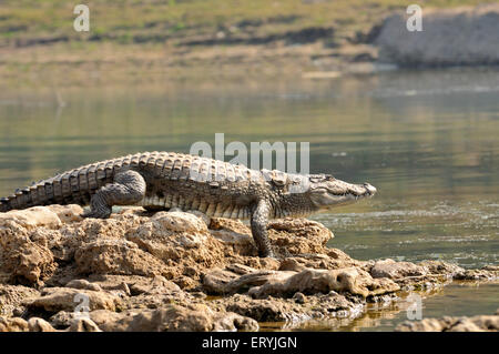 Indische Sumpfkrokodil, Crocodylus palustris, sonnen, Chambal, Rajasthan, Indien, Asien Stockfoto