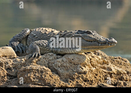 Indische Sumpfkrokodil, Crocodylus palustris, sonnen, Chambal, Rajasthan, Indien, Asien Stockfoto