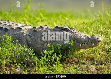 Indische Sumpfkrokodil, Crocodylus palustris, sonnen, Chambal, Rajasthan, Indien, Asien Stockfoto