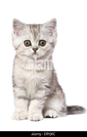 Exotic Shorthair Kitten sitzen Stockfoto