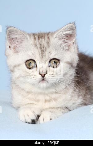 liegenden Exotic Shorthair Kitten Stockfoto