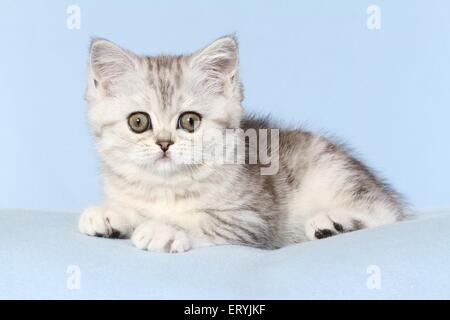 liegenden Exotic Shorthair Kitten Stockfoto
