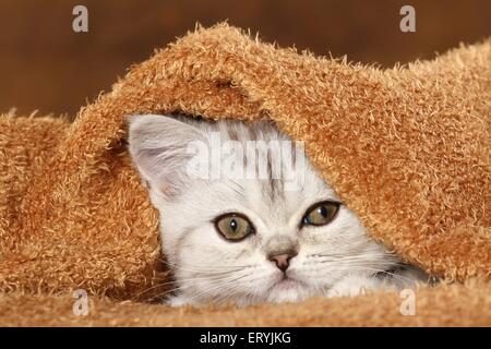 Exotic Shorthair Kitten Portrait Stockfoto