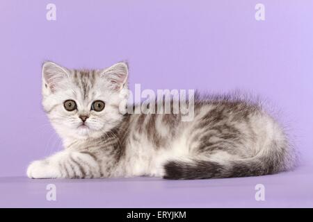 liegenden Exotic Shorthair Kitten Stockfoto