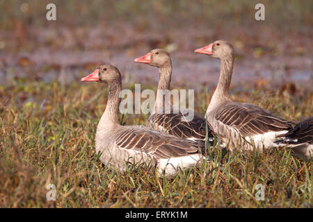 Graugans Gänse Anser Anser in Keola Deo Ghana Nationalpark; Bharatpur; Rajasthan; Indien Stockfoto