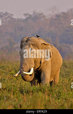 Asiatische asiatische Elefanten elephas Maximus in Grünland Kaziranga National Park Assam Indien Stockfoto