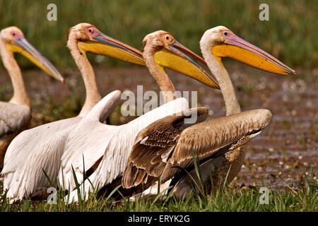 Weißer Pelikan Pelecanus Onocrotalus östlichen Rosapelikan Keola Deo Ghana Nationalpark Bharatpur Stockfoto