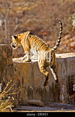 Tiger-Panthera Tigris Tigris über zementierte Anicut springen; Ranthambore Nationalpark; Rajasthan; Indien Stockfoto