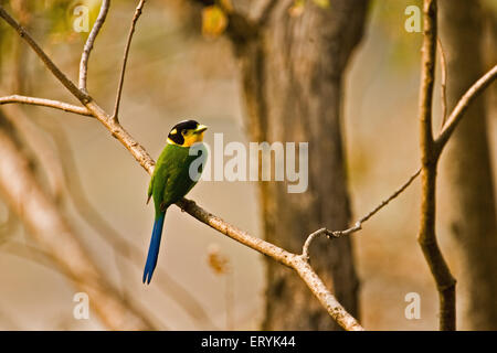 Langschwanz-Breitbill, psarisomus dalhousiae, sitzt auf Zweig; Corbett Nationalpark; Nainital, Ramnagar, Uttaranchal, Uttarakhand; Indien Stockfoto