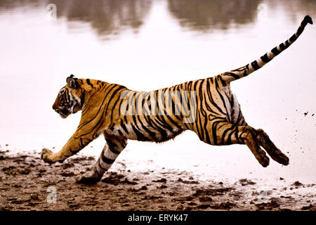 Tiger-Panthera Tigris Tigris läuft in See; Ranthambore Nationalpark; Rajasthan; Indien Stockfoto