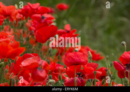 Mohn Blumenstrauß mit grünen Gerstenfeld im Hintergrund Stockfoto