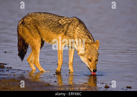 Goldschakal Canis Aureus Trinkwasser; Ranthambore Nationalpark; Rajasthan; Indien Stockfoto