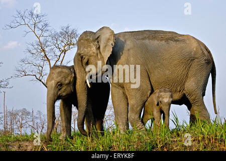 Elefantendame mit Kälbern Elephas Maximus; Kaziranga Nationalpark; Assam; Indien Stockfoto