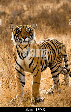 Tiger-Panthera Tigris Tigris in trockenem Laubwald; Ranthambore Nationalpark; Rajasthan; Indien Stockfoto