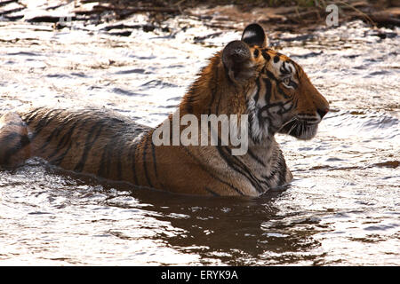 Tiger-Panthera Tigris Tigris im Wasserloch sitzen; Ranthambore Nationalpark; Rajasthan; Indien Stockfoto