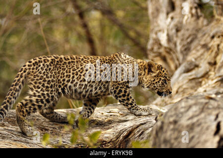 Leopard Cub Panthera Pardus; Ranthambore Nationalpark; Rajasthan; Indien Stockfoto