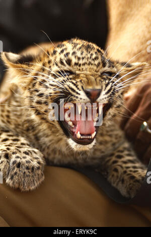 Leopard Cub Panthera Pardus; Ranthambore Nationalpark; Rajasthan; Indien Stockfoto