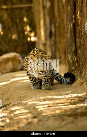 Leopardenjunge, panthera Pardus, Ranthambore-Nationalpark, Rajasthan, Indien Stockfoto