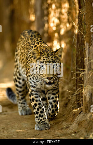 Leopardenjunge, panthera pardus, Ranthambore-Nationalpark, Sawai Madhopur, Rajasthan, Indien, indische Wildtiere Stockfoto