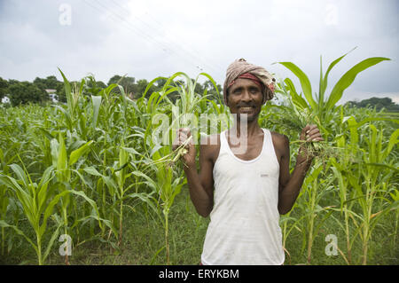 Landwirt in Reis Feld Jaunpur in Uttar Pradesh Indien Herr #707 H Stockfoto