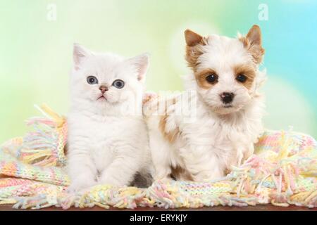 Britisch Kurzhaar Kätzchen und Golddust Yorkshire Terrier Welpen Stockfoto