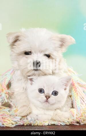 Britisch Kurzhaar Kätzchen und Malteser Welpen Stockfoto