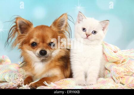 Britisch Kurzhaar Kätzchen und Chihuahua Stockfoto