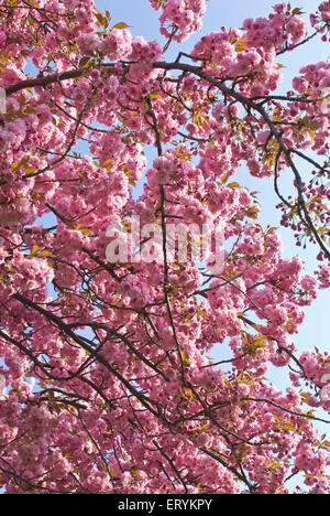 Kirschblütenbäume , Brooklyn Botanic Garden ; Sakura Matsuri , Brooklyn ; New York City , Vereinigte Staaten von Amerika , USA Stockfoto