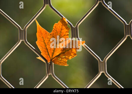 Ahornblätter trockneten im Herbst und wurden im Fenster gefangen Grill Stockfoto