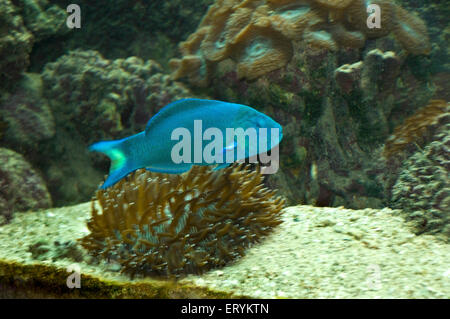 mondfisch, Thalassoma lunare, Cresent Lippfisch, Lyeinzelhandel Lippfisch, Green Island; Cairns; Queensland; Australien Stockfoto