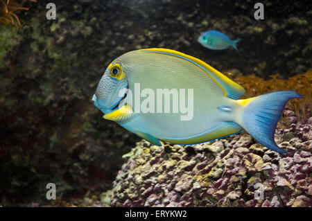 Gelbflossen-Surgeonfish , Gelbe Flosse Chirurgen Fisch ; Cuvier Surgeonfish , acanthurus xanthopterus ; Green Island ; Cairns ; Queensland ; Australien Stockfoto