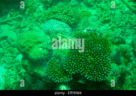 Alcyonacea , Weichkorallen , Meereskorallen , Isospora cuzcoensis , Coral Reef ; Green Island ; Cairns ; Queensland ; Australien Stockfoto