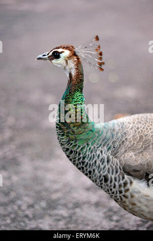 Weibliche Pfau Khajuraho Madhya Pradesh Indien Asien Stockfoto